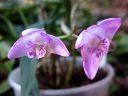 Dendrobium_kingianum_RA_0605_IMG_1665.jpg