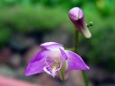 Dendrobium_kingianum_RA_0605_IMG_7273.jpg