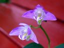 Dendrobium_kingianum_RA_0605_IMG_7721.jpg