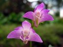 Dendrobium_kingianum_RA_0605_IMG_7727.jpg