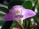 Dendrobium_kingianum_RA_0605_IMG_9745.jpg