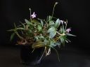 Dendrobium_kingianum_VP_0505_IMG_1170.jpg