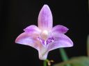 Dendrobium_kingianum_VP_0505_IMG_1178.jpg