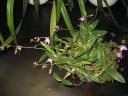 Tiedostonimi=Dendrobium_kingianum_VP_0505_IMG_1477.jpg
Tiedostokoko=75kt
Koko=600x450
Lisätty=03.02.2012 Dendrobium_kingianum_VP_0505_IMG_1477.jpg