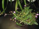 Dendrobium_kingianum_VP_0505_IMG_1477.jpg