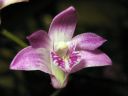 Dendrobium_kingianum_VP_0505_IMG_1573.jpg