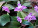 Dendrobium_kingianum_VP_0505_IMG_1667.jpg