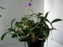 Tiedostonimi=Dendrobium_kingianum_VP_0505_IMG_9741.jpg
Tiedostokoko=47kt
Koko=600x450
Lisätty=03.02.2012 Dendrobium_kingianum_VP_0505_IMG_9741.jpg