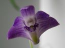 Dendrobium_kingianum_VP_0505_IMG_9743.jpg