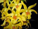 Dendrobium_nobile_hybr_040306_IMG_8555.jpg