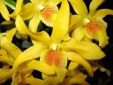 Dendrobium_nobile_hybr_040306_IMG_8557.jpg