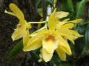 Dendrobium_nobile_hybrid_040306_IMG_4675.jpg