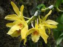 Dendrobium_nobile_hybrid_040306_IMG_4676.jpg