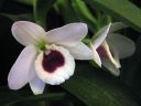 Dendrobium_nobile_hybrid_20060222_IMG_3064.jpg