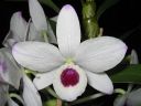 Dendrobium_nobile_hybrid_220206_220206_IMG_8447.jpg