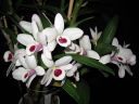 Tiedostonimi=Dendrobium_nobile_hybrid_220206_IMG_0397.jpg
Tiedostokoko=55kt
Koko=600x450
Lisätty=03.02.2012 Dendrobium_nobile_hybrid_220206_IMG_0397.jpg