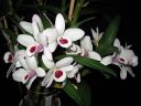 Dendrobium_nobile_hybrid_220206_IMG_0397.jpg