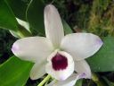 Dendrobium_nobile_hybrid_220206_IMG_1044.jpg