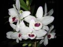 Dendrobium_nobile_hybrid_220206_IMG_8448.jpg