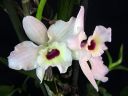 Dendrobium_nobile_hybrid_CMN_20100407_IMG_1265.jpg