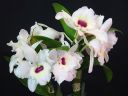 Dendrobium_nobile_hybrid_CMN_20100407_IMG_8856.jpg