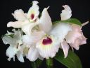 Dendrobium_nobile_hybrid_CMN_20100407_IMG_8857.jpg