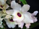 Dendrobium_nobile_hybridi_CMN_20100407_IMG_2705.jpg