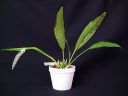 Dendrochilum_glumaceum_RS_20071013_IMG_1417.jpg