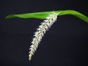 Dendrochilum_glumaceum_RS_20071013_IMG_1418.jpg