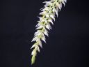 Dendrochilum_glumaceum_RS_20071013_IMG_1419.jpg