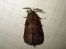 Tiedostonimi=Dendrolimus_pini_male_mantykehraaja_koiras_IMG_3816.jpg
Tiedostokoko=81kt
Koko=600x450
Lisätty=26.03.2016 Dendrolimus_pini_male_mantykehraaja_koiras_IMG_3816.jpg