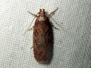 Depressaria_olerella_karsamolattakoi_IMG_2853.JPG