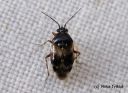 Deraeocoris_punctulatus_karsamosiimalude_23_8_2014.jpg