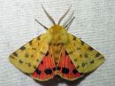 Diacrisia_purpurata_male_keltasiilikas_koiras_IMG_0698.jpg