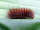 Diaphora_mendica_larva_hukkasiilikas_toukka_IMG_8065.JPG