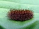 Diaphora_mendica_larva_hukkasiilikas_toukka_IMG_8066.JPG