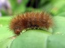 Diaphora_mendica_larva_hukkasiilikas_toukka_IMG_8068.JPG