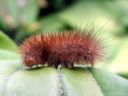 Diaphora_mendica_larva_hukkasiilikas_toukka_IMG_8072.JPG