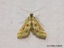 Diasemia_reticularis_koukerokoisa_13_6_2014.jpg