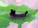 Dicallomera_fascelina_larva_tuhkakarvajalka_toukka_IMG_2523.JPG