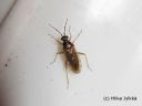 Dicyphus_globulifer_rosoailakkilude_7_12_2014.jpg