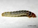 Diplodoma_laichartingellum_larva_kirjopussikas_toukka_17_9_2016_28229.jpg