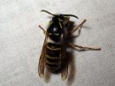 Dolichovespula_saxonica_raystasampiainen_IMG_3068.JPG