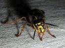 Dolichovespula_saxonica_raystasampiainen_IMG_3069.JPG