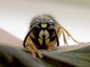 Dolichovespula_saxonica_raystasampiainen_IMG_3604.JPG