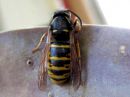 Dolichovespula_saxonica_raystasampiainen_IMG_3606.JPG