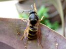 Dolichovespula_saxonica_raystasampiainen_IMG_3607.JPG