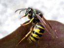 Dolichovespula_saxonica_raystasampiainen_IMG_3608.JPG