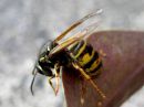 Dolichovespula_saxonica_raystasampiainen_IMG_3609.JPG