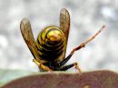 Dolichovespula_saxonica_raystasampiainen_IMG_3611.JPG